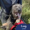 Lucy