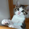 ADJAR et AMILTON  DOUBLE ADOPTION