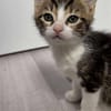 ADJAR et AMILTON  DOUBLE ADOPTION