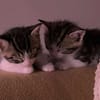 ADJAR et AMILTON  DOUBLE ADOPTION