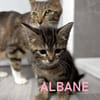 ALBANE