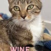 WINE
