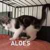 ALOES