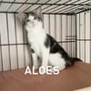 ALOES