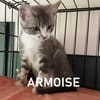 ARMOISE