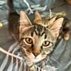 ARIEL et ABBY   Double adoption