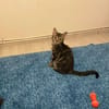 Diva