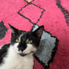 Georges