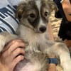 Sophie