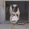 STELLA
