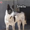 STELLA