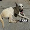 PERLA