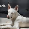 PERLA