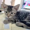 Junger, neugieriger Kater Ciro
