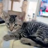 Junger, neugieriger Kater Ciro