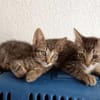 Junger, neugieriger Kater Ciro