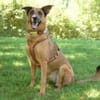 AMY-MA - bezaubernde Hundedame