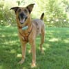 AMY-MA - bezaubernde Hundedame