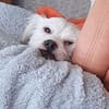 🐾 Balou  10 Monate junger, zarter Misc