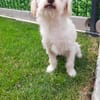 🐾 Balou  10 Monate junger, zarter Misc