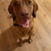 Benny sucht ein ruhiges Zuhause