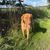 Benny sucht ein ruhiges Zuhause