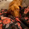 Benny sucht ein ruhiges Zuhause