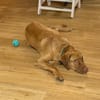 Benny sucht ein ruhiges Zuhause