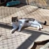 Freundliche, sanfte Katze Praga