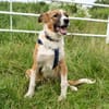 Hazel - wo darf ich glücklich sein?