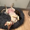 Laika - die Sportliche