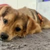 SALIVA -rundum tolles Hundekind-