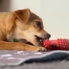 SALIVA -rundum tolles Hundekind-