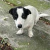 Charly, sensibler Hundemann sucht ...