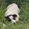 Charly, sensibler Hundemann sucht ...