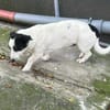 Charly, sensibler Hundemann sucht ...