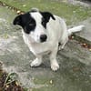 Charly, sensibler Hundemann sucht ...