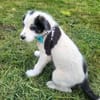 Cloudy verspielter Welpe