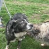 Anima, freundliches Hundefräulein