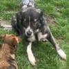 Anima, freundliches Hundefräulein