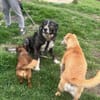 Anima, freundliches Hundefräulein