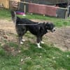 Anima, freundliches Hundefräulein