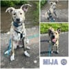 MIJA -Rundum tolle Junghündin-