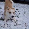 Timmy jetzt Albu 48 cm (Pflegestelle)