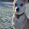 Timmy jetzt Albu 48 cm (Pflegestelle)