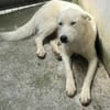 Wyona, suche meine Menschen