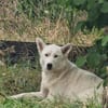 Wyona, suche meine Menschen