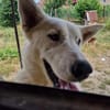 Wyona, suche meine Menschen