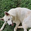 Wyona, suche meine Menschen