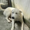 Wyona, suche meine Menschen